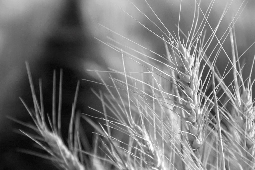 wheat-web